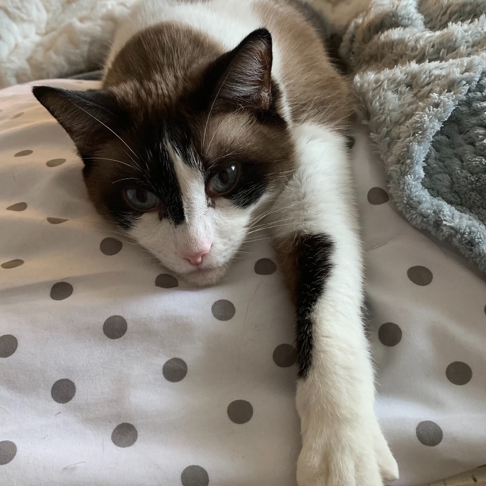 Meet your Posher, Posh